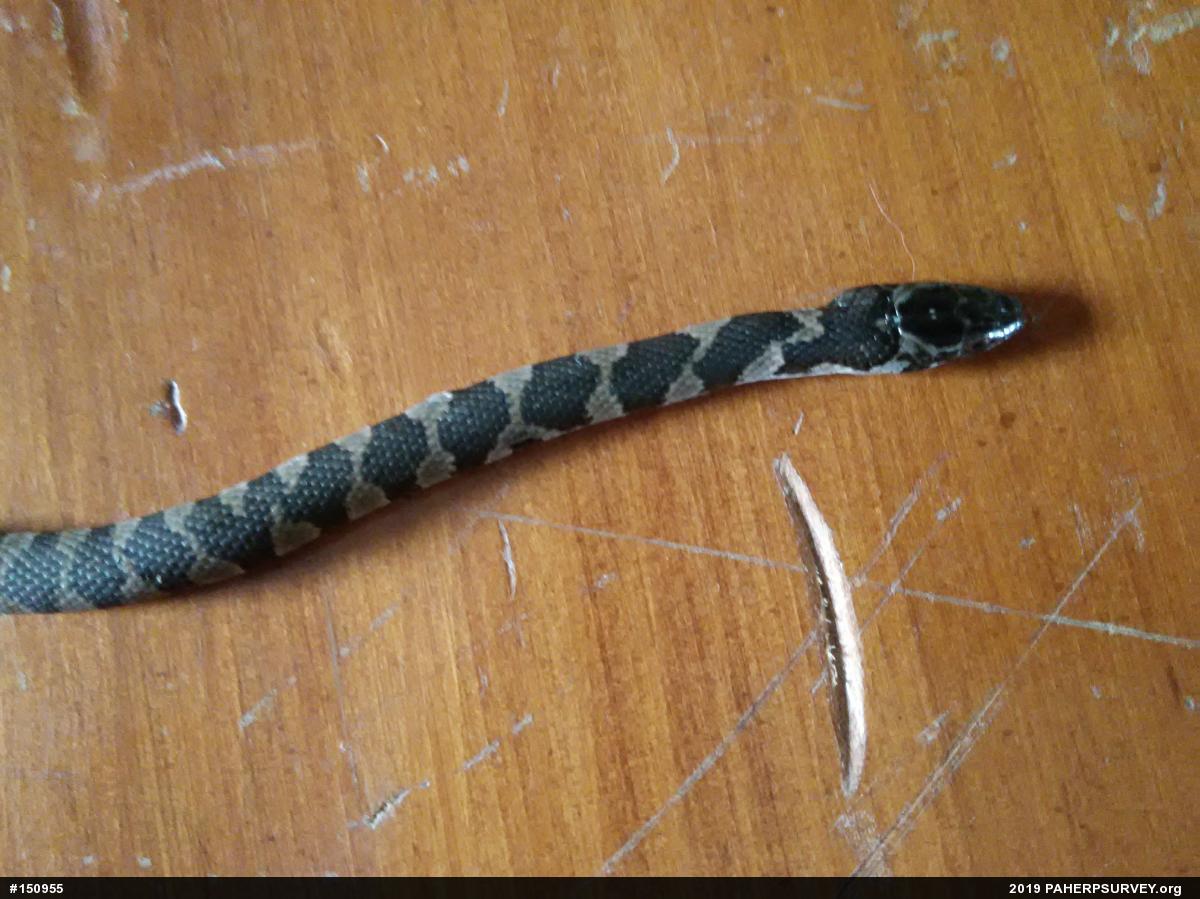 Northern Watersnake