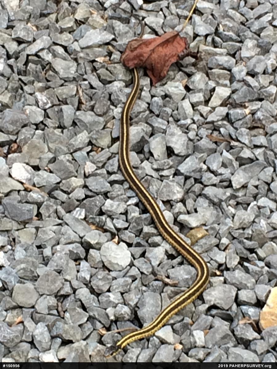 Eastern Gartersnake