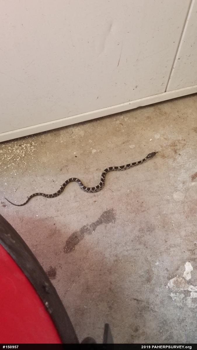 Eastern Ratsnake