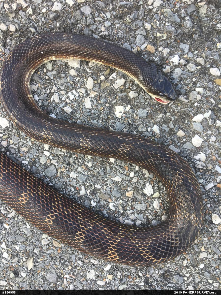 Eastern Ratsnake