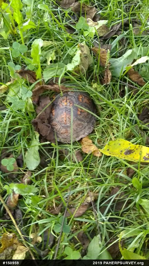 Eastern Box Turtle