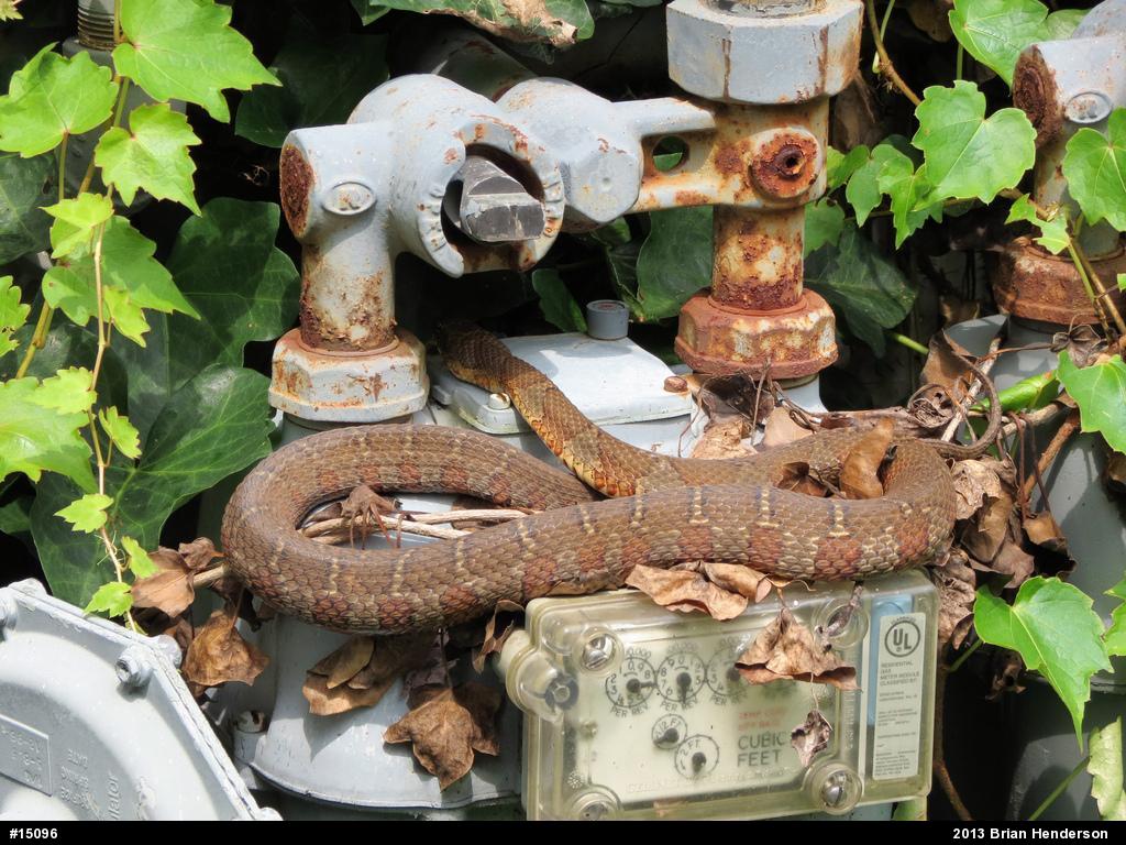 Northern Watersnake