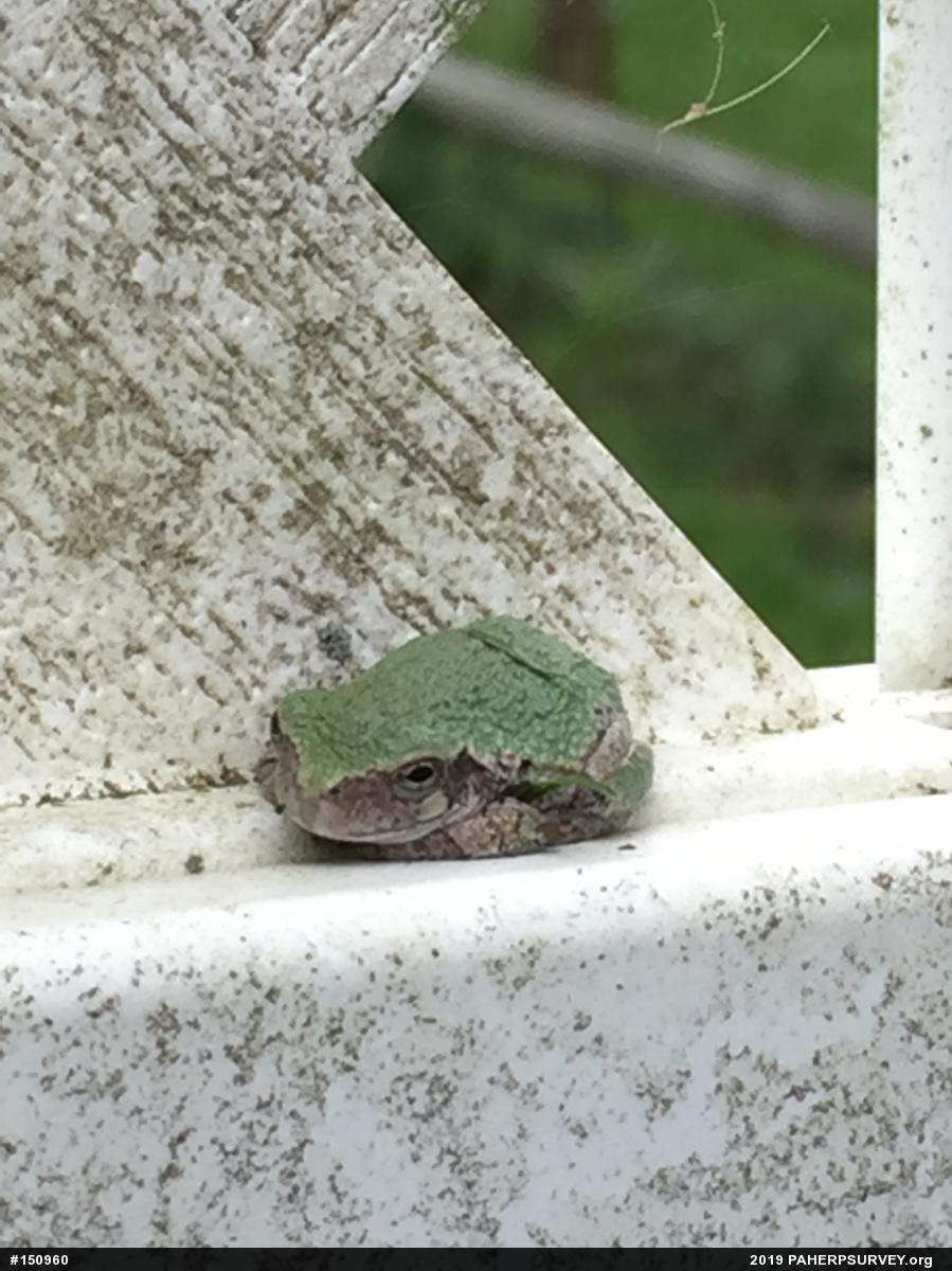 Unknown Gray Treefrog