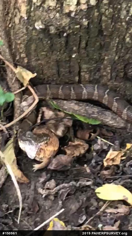 Northern Watersnake