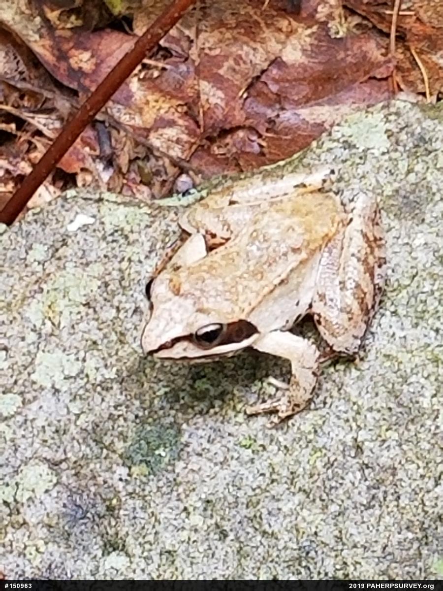 Wood Frog