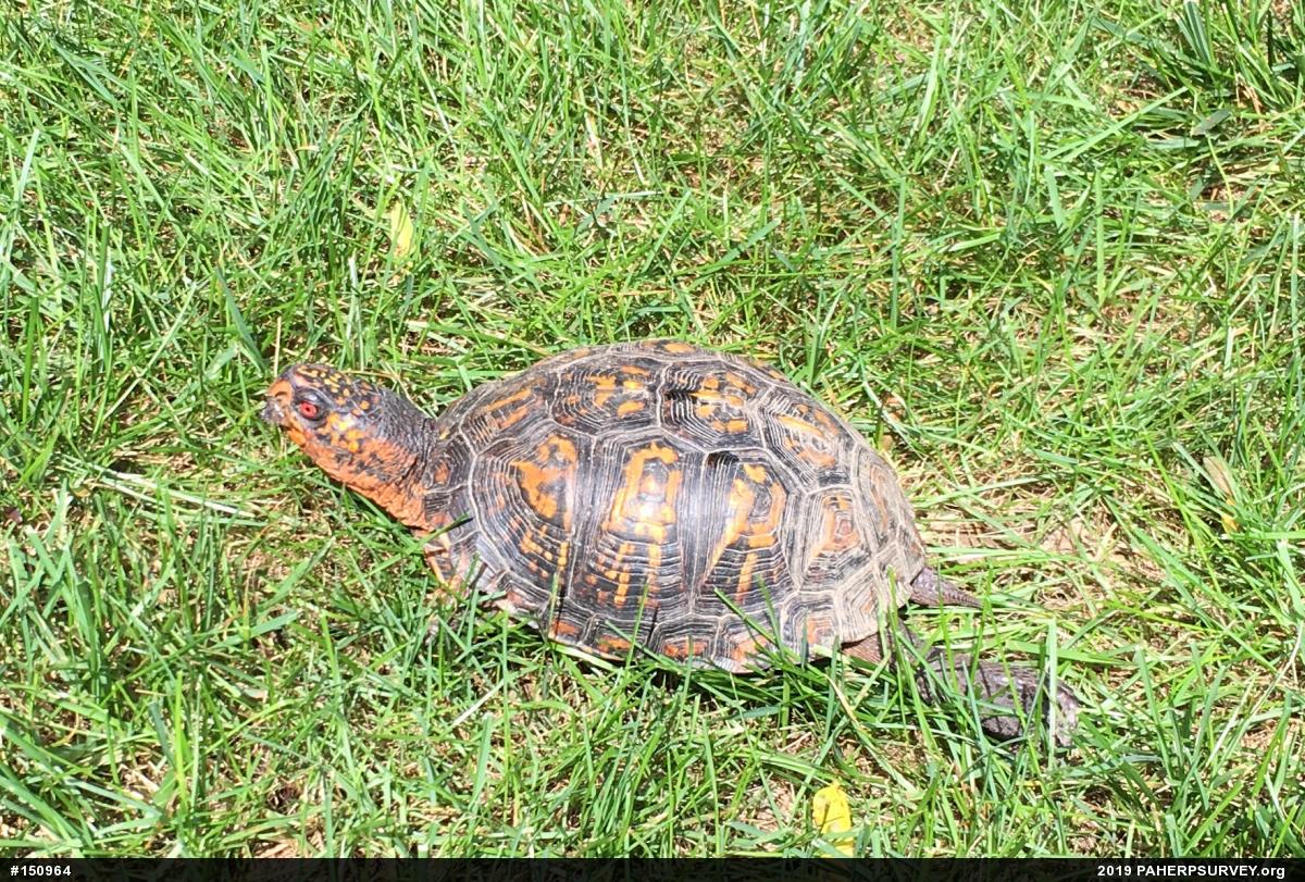 Eastern Box Turtle