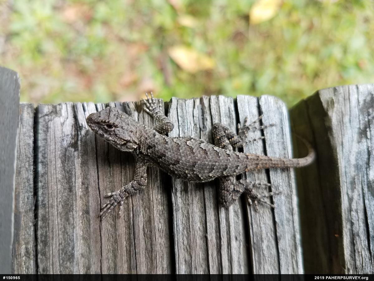 Eastern Fence Lizard