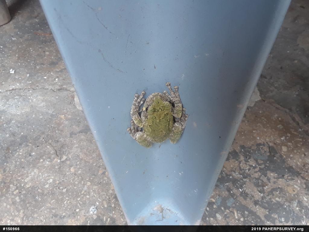 Unknown Gray Treefrog