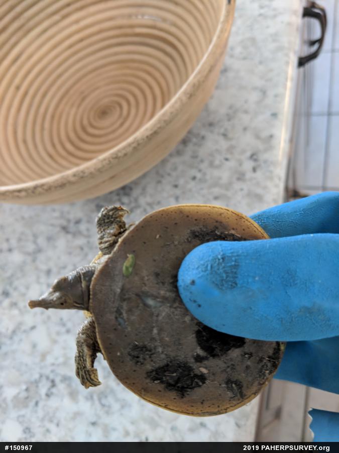 Eastern Spiny Softshell