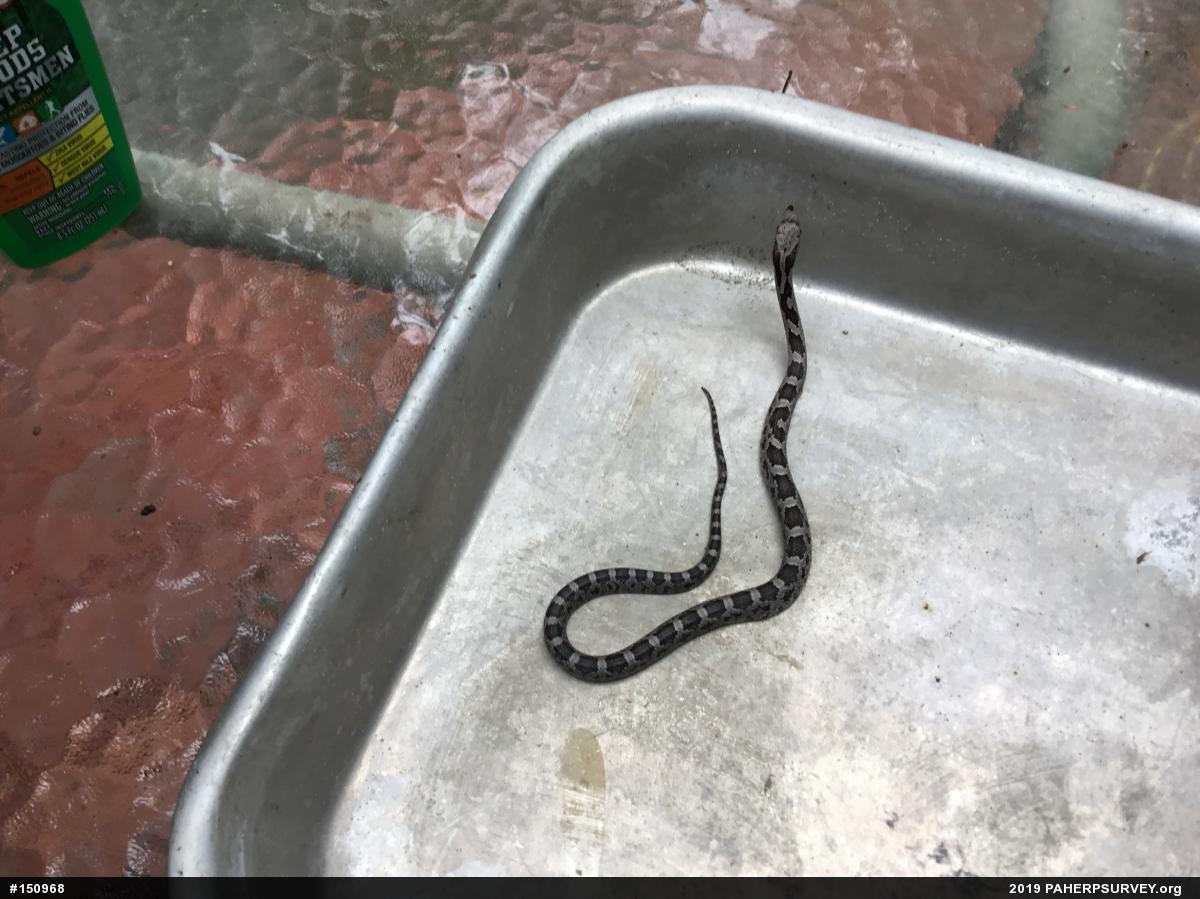 Eastern Ratsnake