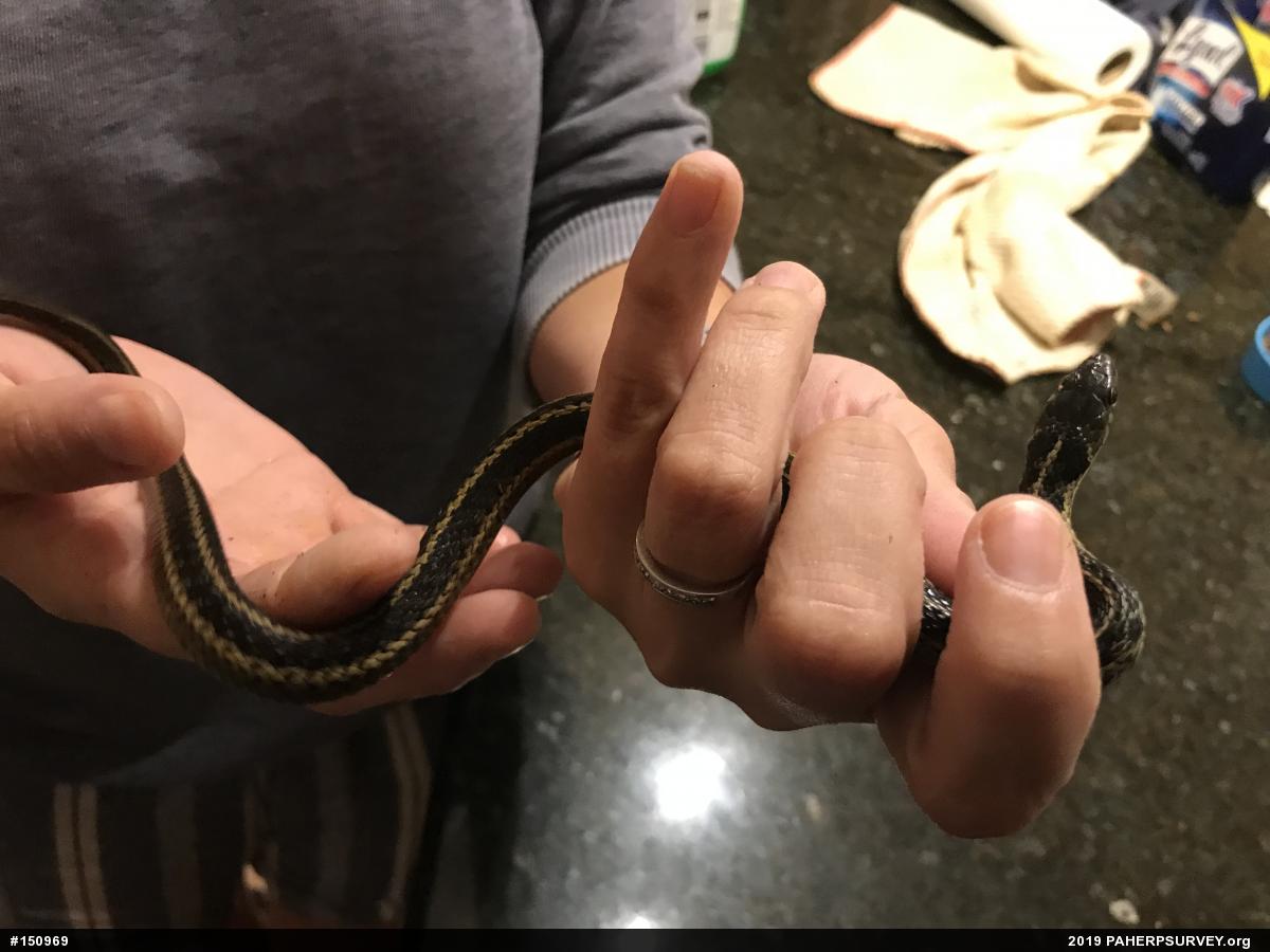 Eastern Gartersnake