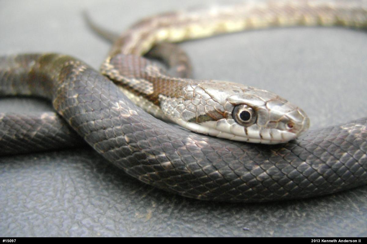 Eastern Ratsnake