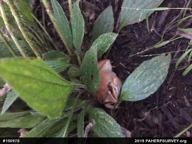 Wood Frog