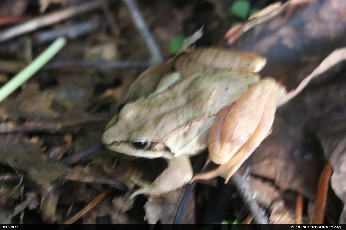 Wood Frog