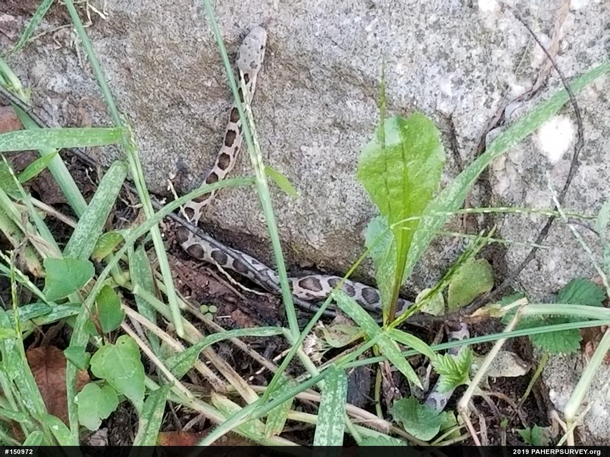Eastern Ratsnake