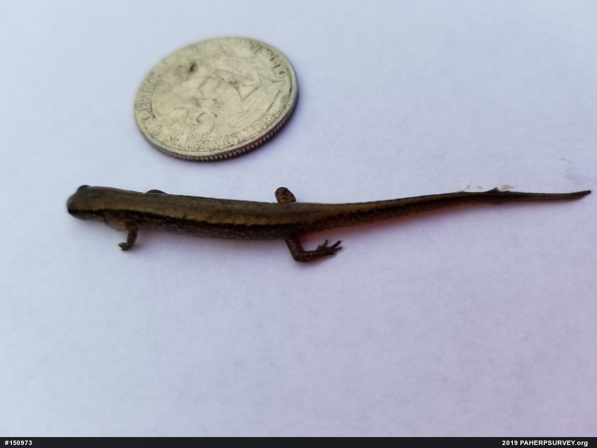 Northern Two-lined Salamander