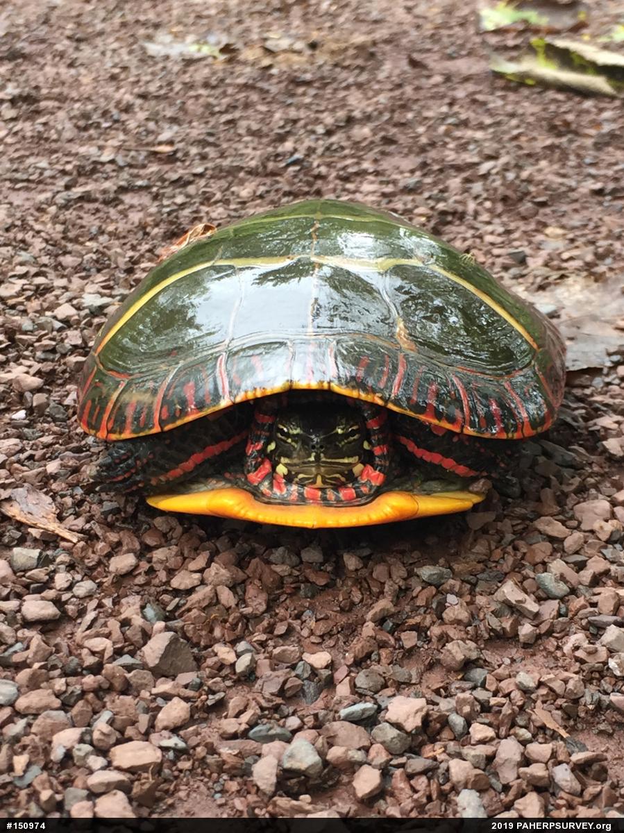 Painted Turtle