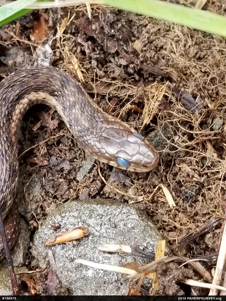Eastern Gartersnake