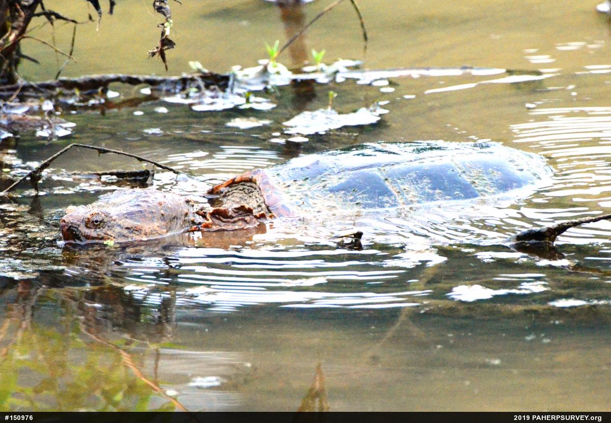 Snapping Turtle