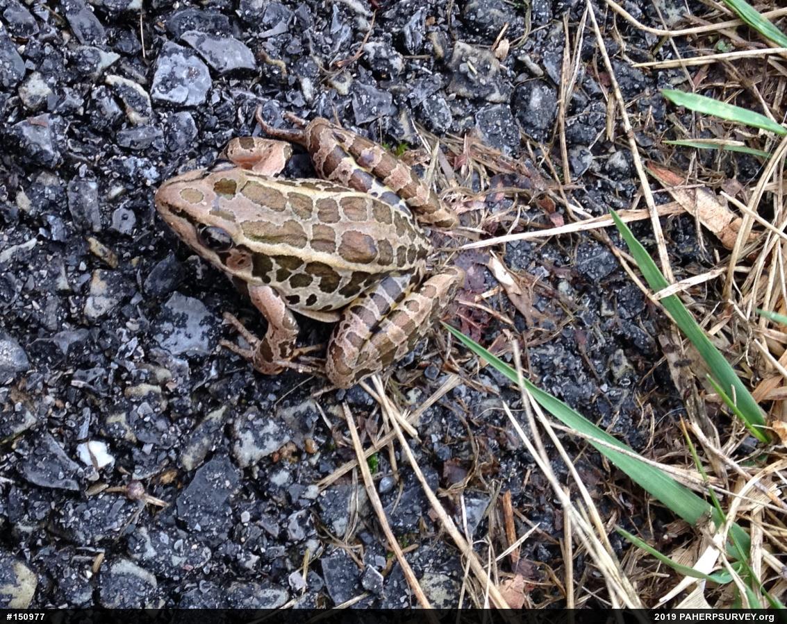 Pickerel Frog