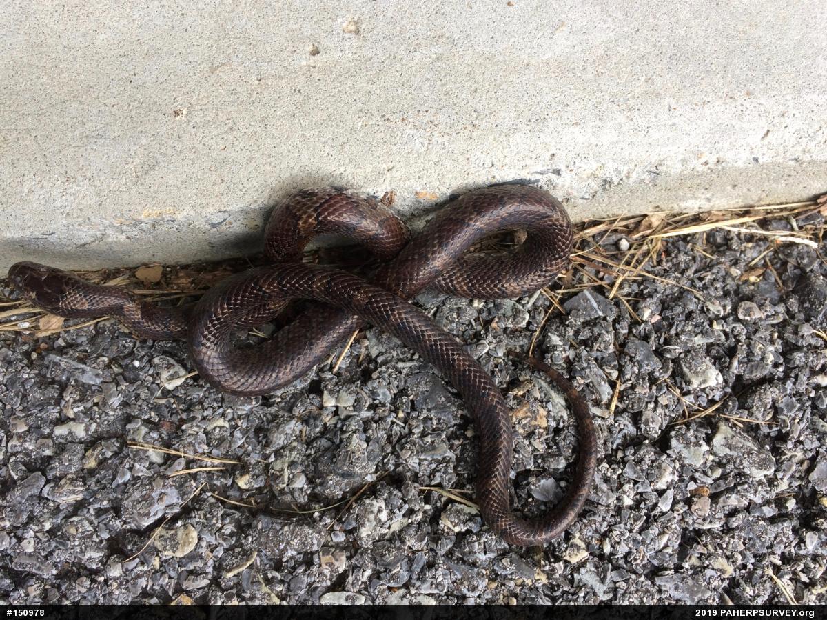 Eastern Milksnake