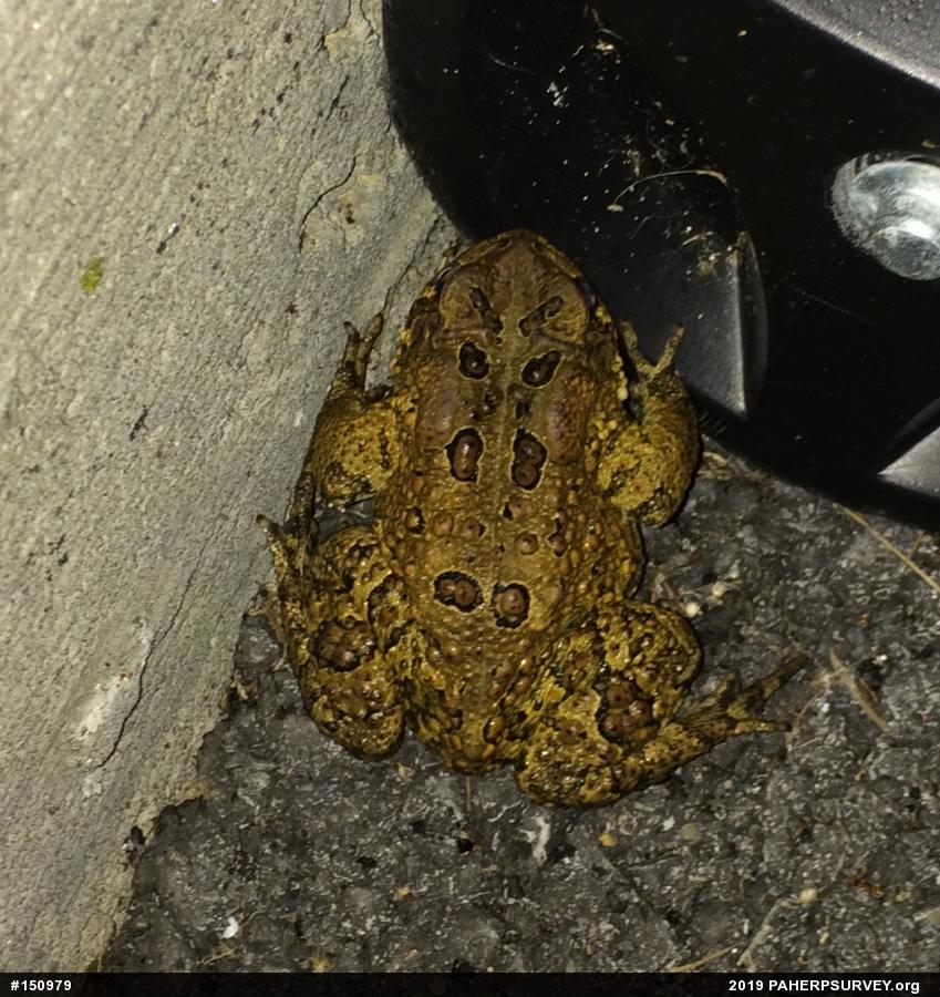 Eastern American Toad