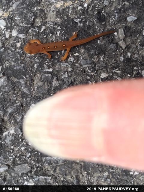 Red-spotted Newt