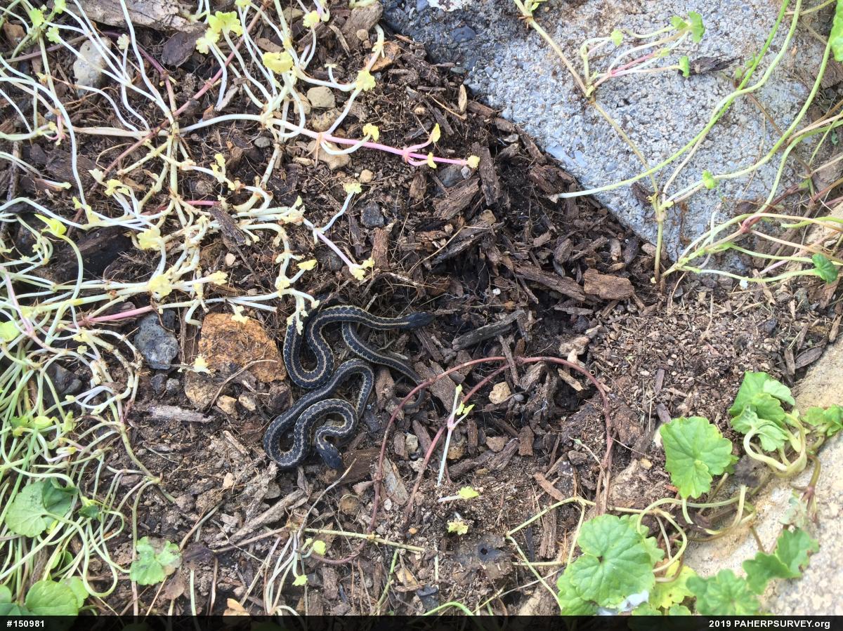Eastern Gartersnake