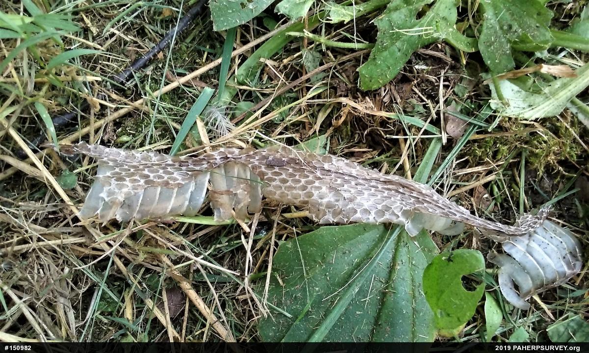 Eastern Ratsnake
