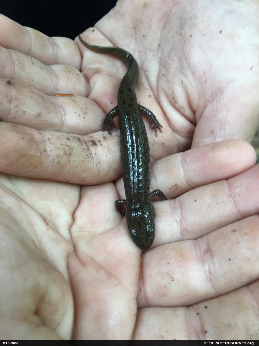 Northern Dusky Salamander