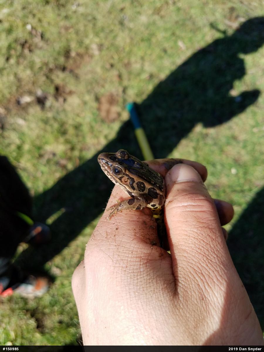 Pickerel Frog