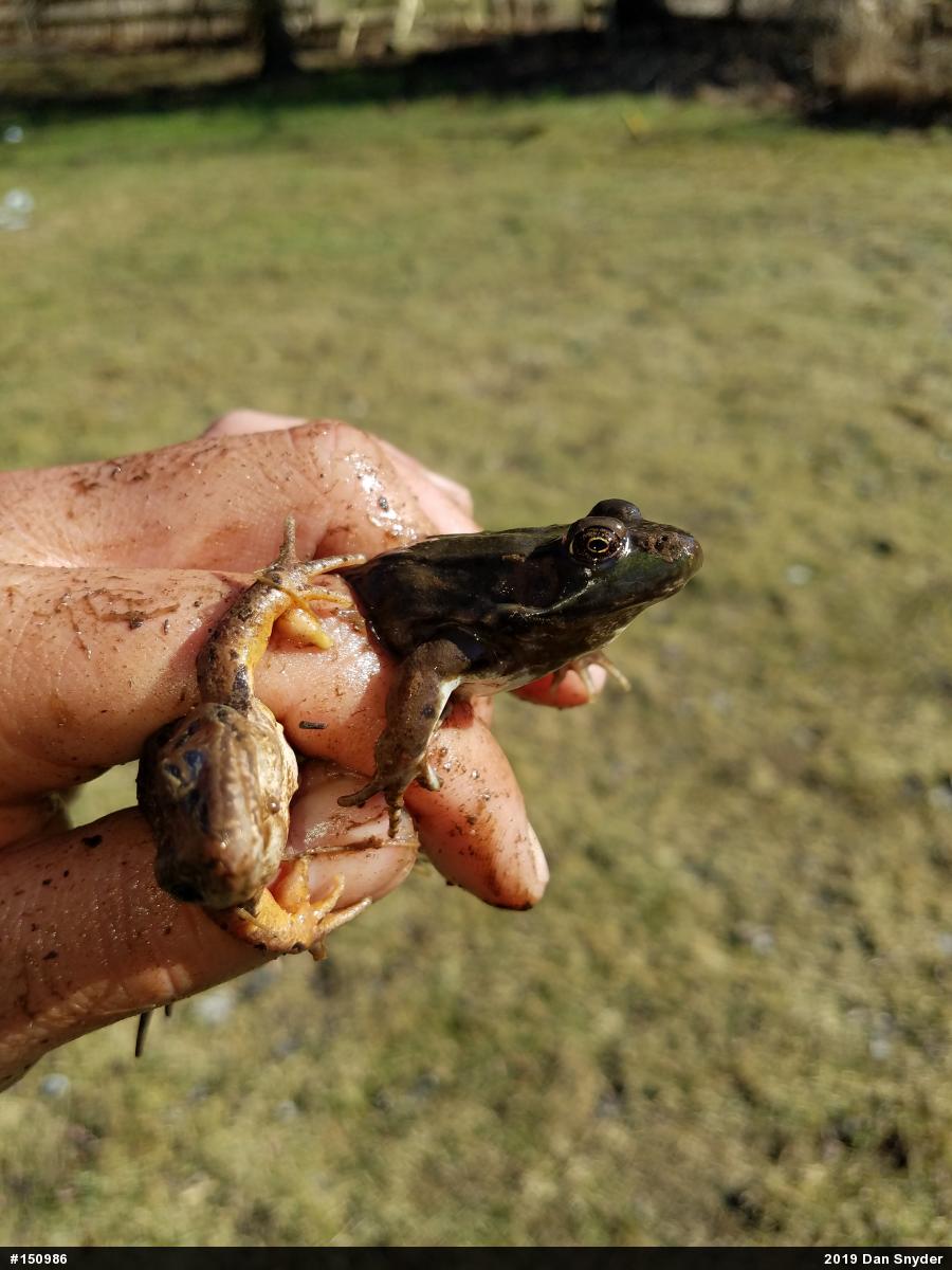 Green Frog