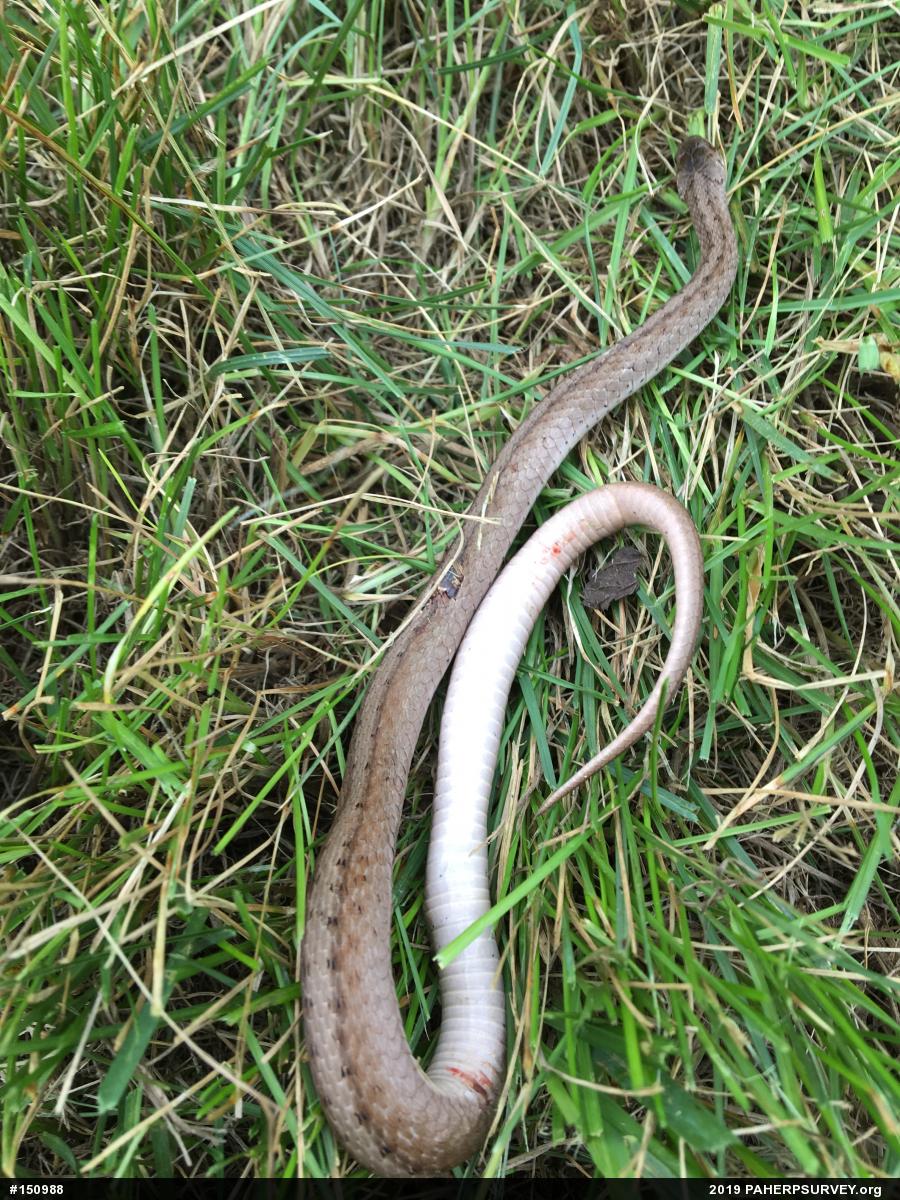 Dekay's Brownsnake