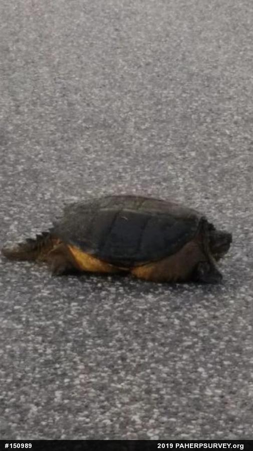 Snapping Turtle