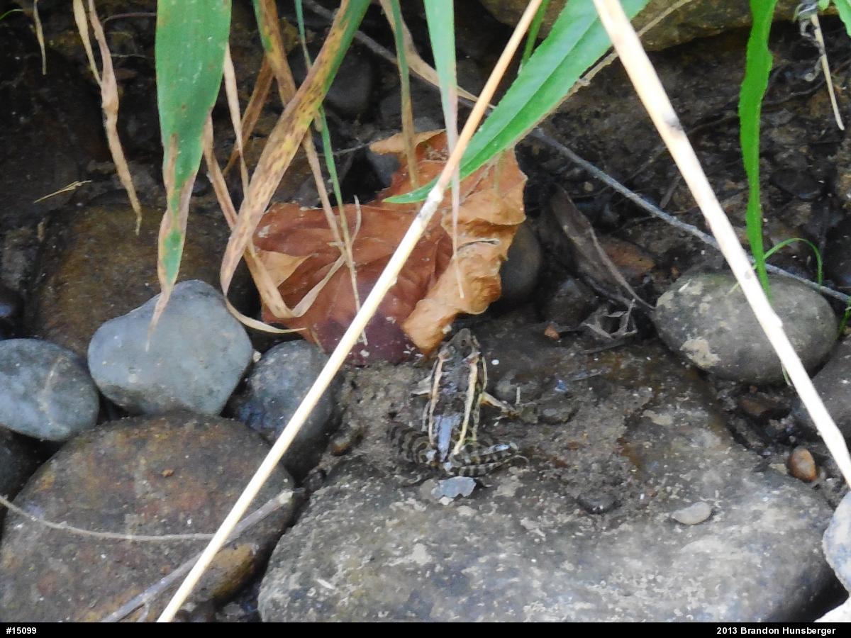 Pickerel Frog