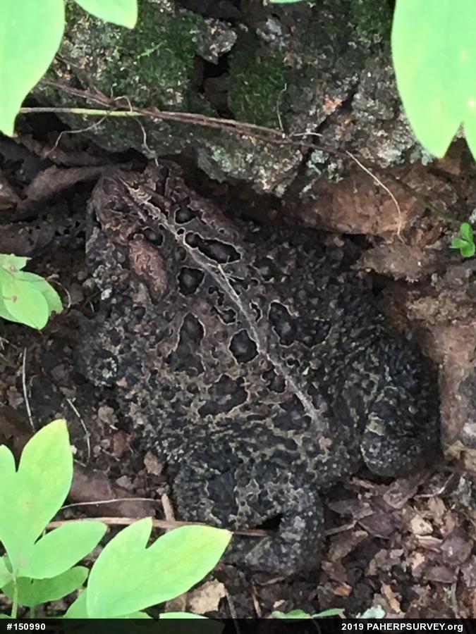 Eastern American Toad