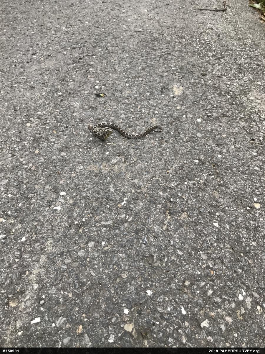 Eastern Ratsnake