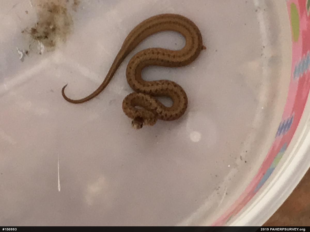 Dekay's Brownsnake