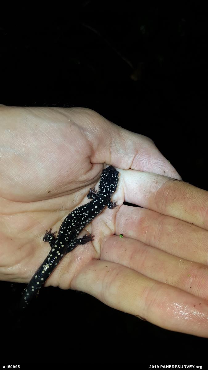 Northern Slimy Salamander