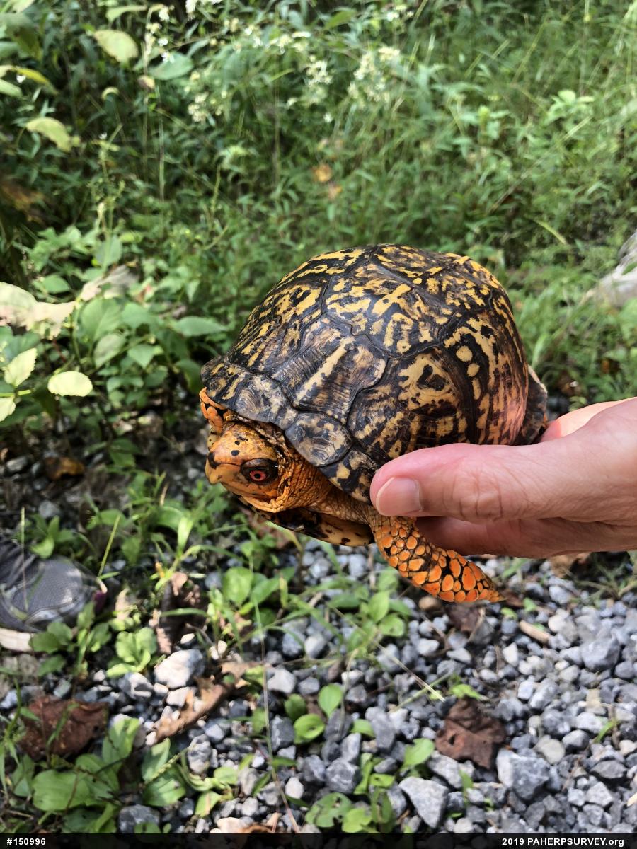Eastern Box Turtle
