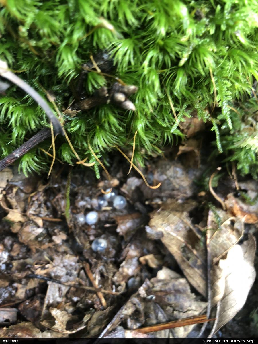 Marbled Salamander