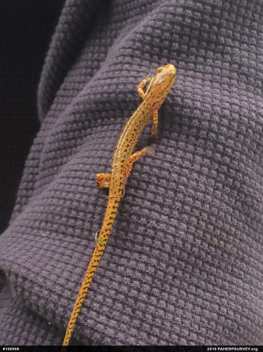 Eastern Long-tailed Salamander