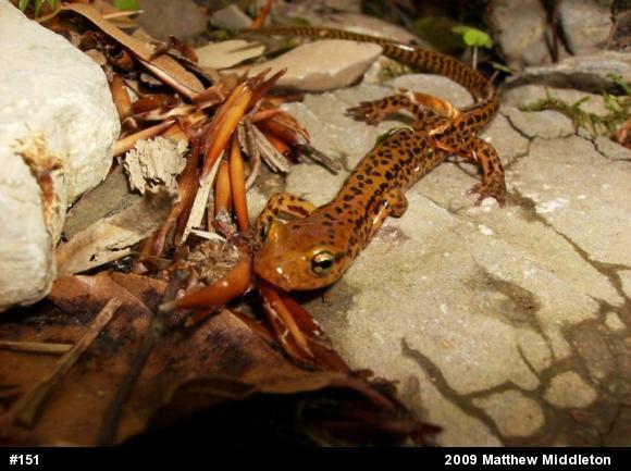 Eastern Long-tailed Salamander