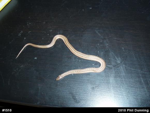 Dekay's Brownsnake