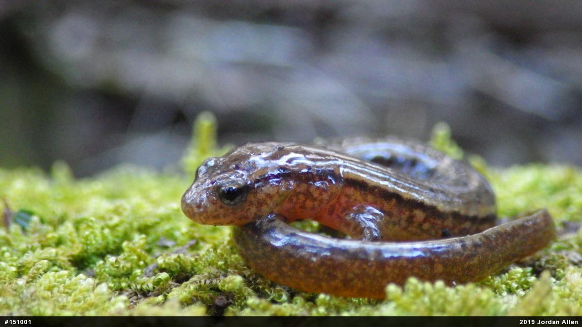 Northern Two-lined Salamander