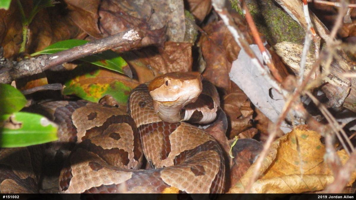 Northern Copperhead