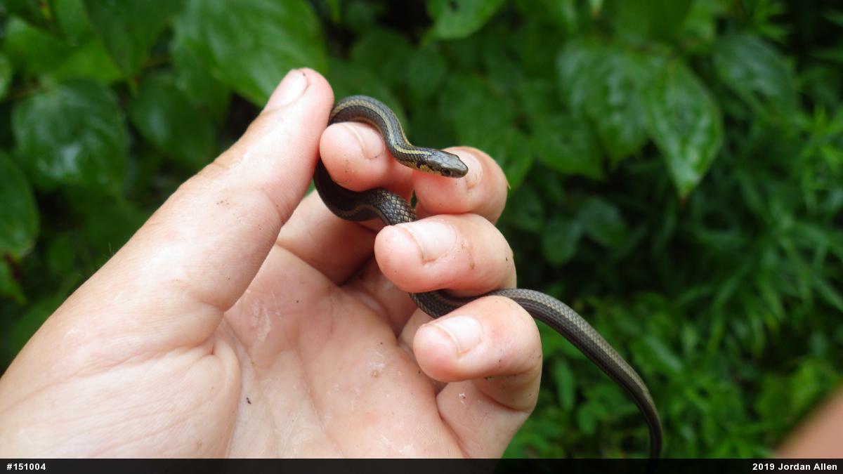 Shorthead Gartersnake