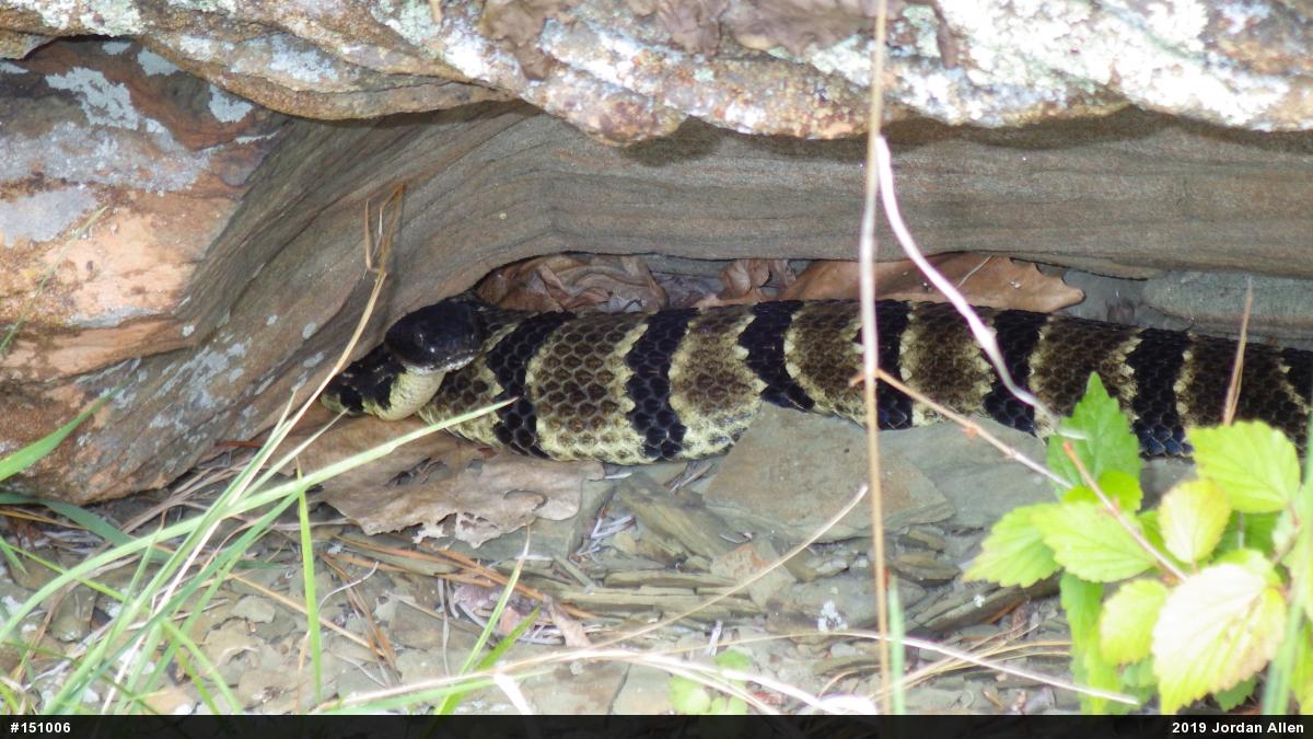 Timber Rattlesnake