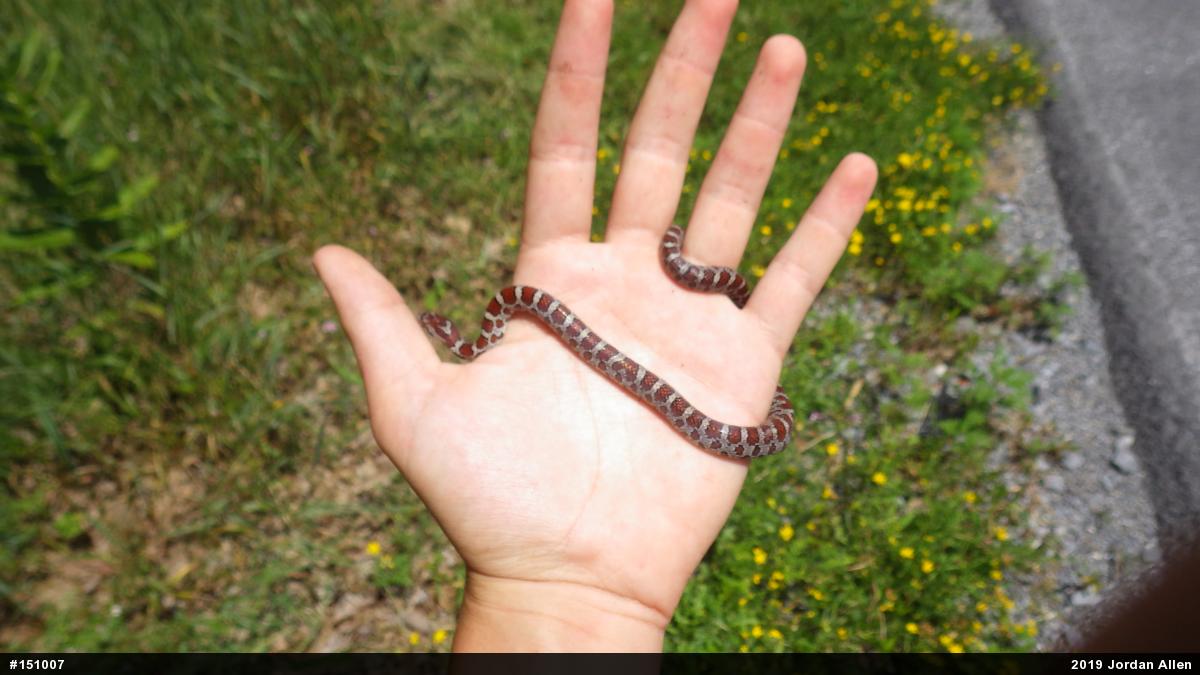 Eastern Milksnake