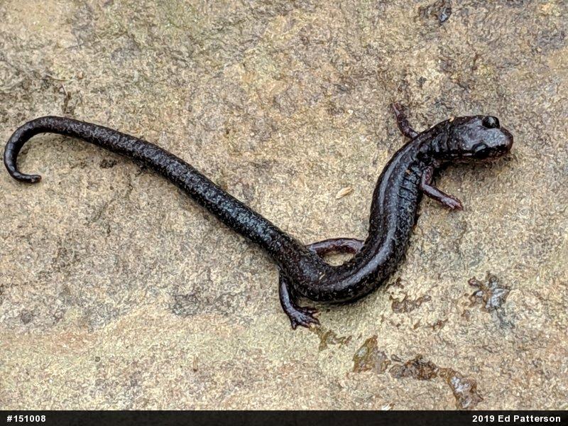 Valley And Ridge Salamander